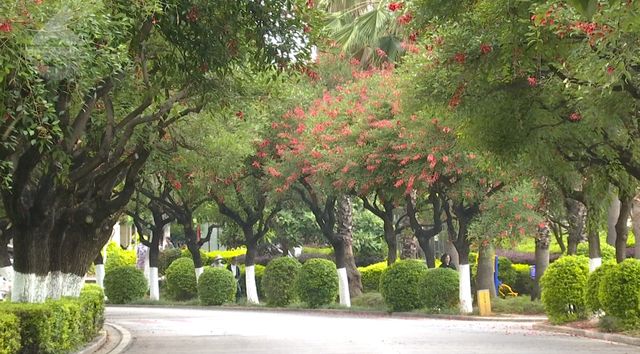 “一半火焰一半海洋”刺桐花红VS蓝花楹紫！你更Pick哪一个